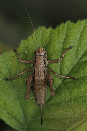 Pholidoptera griseoaptera